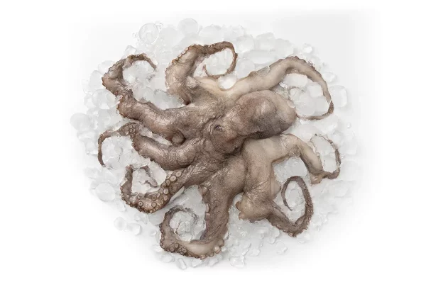 Octopus